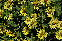 Zahara Yellow Zinnia (Zinnia 'Zahara Yellow') at Hunniford Gardens