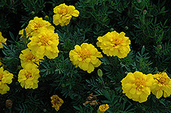 Durango Yellow Marigold (Tagetes patula 'Durango Yellow') at Hunniford Gardens