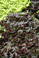 Black Scallop Bugleweed (Ajuga reptans 'Black Scallop') at Hunniford Gardens