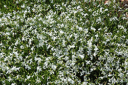 Techno White Lobelia (Lobelia erinus 'Techno White') at Hunniford Gardens