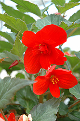 Illumination Orange Begonia (Begonia 'Illumination Orange') at Hunniford Gardens