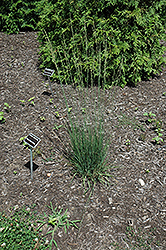Goldgehaenge Tufted Hair Grass (Deschampsia cespitosa 'Goldgehaenge') at Hunniford Gardens
