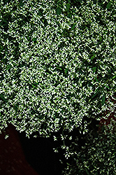 Stardust Super Flash Euphorbia (Euphorbia 'Stardust Super Flash') at Hunniford Gardens