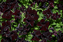 Black Ray Petunia (Petunia 'Black Ray') at Hunniford Gardens