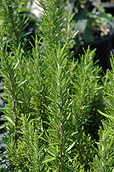 Barbeque Rosemary (Rosmarinus officinalis 'Barbeque') at Hunniford Gardens