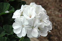 Tango White Geranium (Pelargonium 'Tango White') at Hunniford Gardens