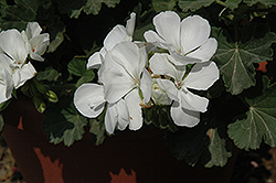 Savannah White Geranium (Pelargonium 'Savannah White') at Hunniford Gardens