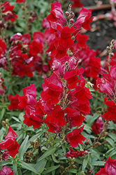 Speedy Sonnet Crimson Snapdragon (Antirrhinum majus 'Speedy Sonnet Crimson') at Hunniford Gardens