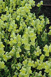 Speedy Sonnet Yellow Snapdragon (Antirrhinum majus 'Speedy Sonnet Yellow') at Hunniford Gardens