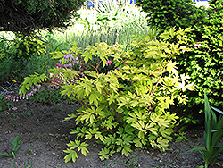 Gold Heart Bleeding Heart (Dicentra spectabilis 'Gold Heart') at Hunniford Gardens