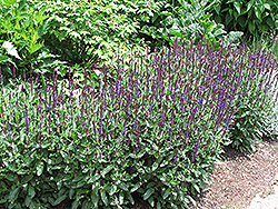 Caradonna Sage (Salvia x sylvestris 'Caradonna') at Hunniford Gardens
