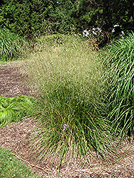 Bronzeschlier Tufted Hair Grass (Deschampsia cespitosa 'Bronzeschlier') at Hunniford Gardens
