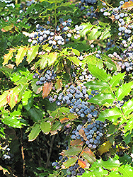 Oregon Grape (Mahonia aquifolium) at Hunniford Gardens