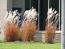 Flame Grass (Miscanthus sinensis 'Purpurascens') at Hunniford Gardens