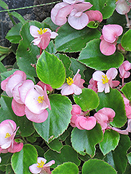Prelude Pink Begonia (Begonia 'Prelude Pink') at Hunniford Gardens