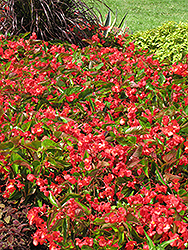 Dragon Wing Red Begonia (Begonia 'Dragon Wing Red') at Hunniford Gardens