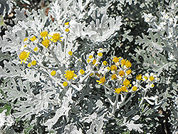 Silver Dust Dusty Miller (Senecio cineraria 'Silver Dust') at Hunniford Gardens