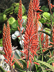 Aloe Vera (Aloe vera) at Hunniford Gardens