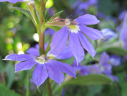 Whirlwind Blue Fan Flower (Scaevola aemula 'Whirlwind Blue') at Hunniford Gardens