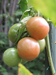 Better Boy Tomato (Solanum lycopersicum 'Better Boy') at Hunniford Gardens
