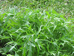 Arugula (Eruca sativa) at Hunniford Gardens
