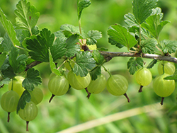 Hinnonmaki Green Gooseberry (Ribes uva-crispa 'Hinnonmaki Green') at Hunniford Gardens