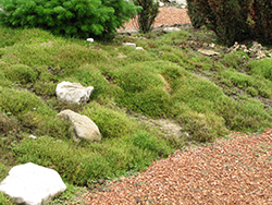 Irish Moss (Sagina subulata) at Hunniford Gardens