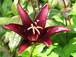 Landini Lily (Lilium 'Landini') at Hunniford Gardens