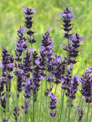Hidcote Superior Lavender (Lavandula angustifolia 'Hidcote Superior') at Hunniford Gardens