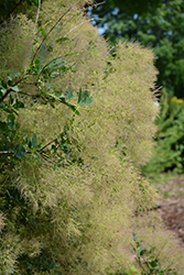 Young Lady Smokebush (Cotinus coggygria 'Young Lady') at Hunniford Gardens