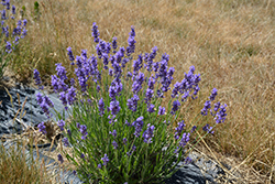 Hidcote Superior Lavender (Lavandula angustifolia 'Hidcote Superior') at Hunniford Gardens