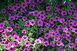Supertunia Picasso In Purple Petunia (Petunia 'Supertunia Picasso In Purple') at Hunniford Gardens