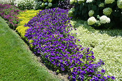 Supertunia Royal Velvet Petunia (Petunia 'Supertunia Royal Velvet') at Hunniford Gardens