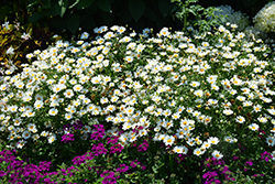 Pure White Butterfly Marguerite Daisy (Argyranthemum frutescens 'G14420') at Hunniford Gardens