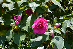 Rockapulco Purple Impatiens (Impatiens 'BALFIEPRIM') at Hunniford Gardens