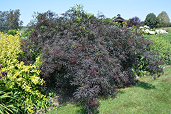 Black Lace Elder (Sambucus nigra 'Eva') at Hunniford Gardens