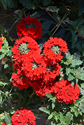 Superbena Royale Red Verbena (Verbena 'AKIV5-4') at Hunniford Gardens