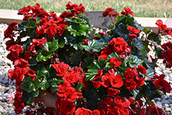 Solenia Velvet Red Begonia (Begonia x hiemalis 'Solenia Velvet Red') at Hunniford Gardens