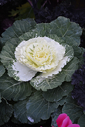 Osaka White Ornamental Cabbage (Brassica oleracea 'Osaka White') at Hunniford Gardens