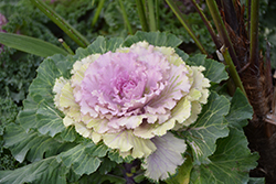 Osaka Pink Ornamental Cabbage (Brassica oleracea 'Osaka Pink') at Hunniford Gardens