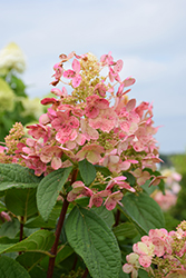 Quick Fire Hydrangea (tree form) (Hydrangea paniculata 'Bulk') at Hunniford Gardens