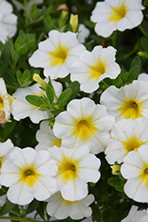 Superbells Over Easy Calibrachoa (Calibrachoa 'KLECA16314') at Hunniford Gardens