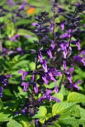 Rockin' Deep Purple Sage (Salvia 'BBSAL09001') at Hunniford Gardens