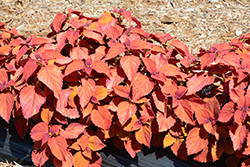 ColorBlaze Sedona Sunset Coleus (Solenostemon scutellarioides 'Sedona Sunset') at Hunniford Gardens