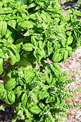 SimplyHerbs Try Basil (Ocimum basilicum 'Try Basil') at Hunniford Gardens