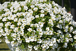 Superbells White Calibrachoa (Calibrachoa 'Balcal14141') at Hunniford Gardens