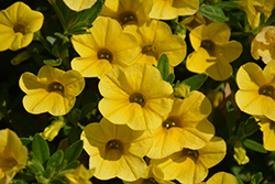 Superbells Yellow Calibrachoa (Calibrachoa 'Balcal1004') at Hunniford Gardens