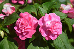 Rockapulco Rose Impatiens (Impatiens 'BALOLESTOP') at Hunniford Gardens