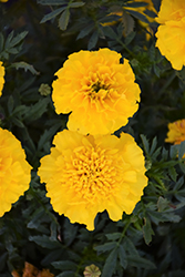 Bonanza Yellow Marigold (Tagetes patula 'Bonanza Yellow') at Hunniford Gardens