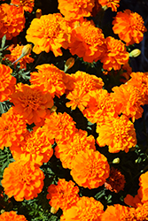 Bonanza Deep Orange Marigold (Tagetes patula 'PAS1220004') at Hunniford Gardens